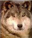 wolves